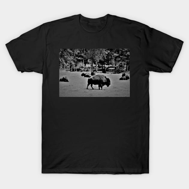 Buffalo's of P.E.I. T-Shirt by rconyard